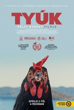 Tyúk